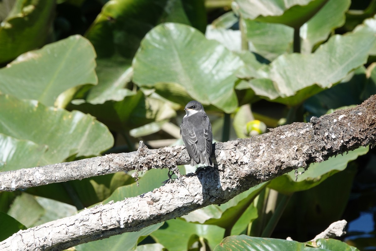 Tree Swallow - karen saxton