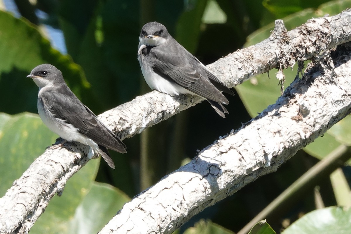 Tree Swallow - ML587653271