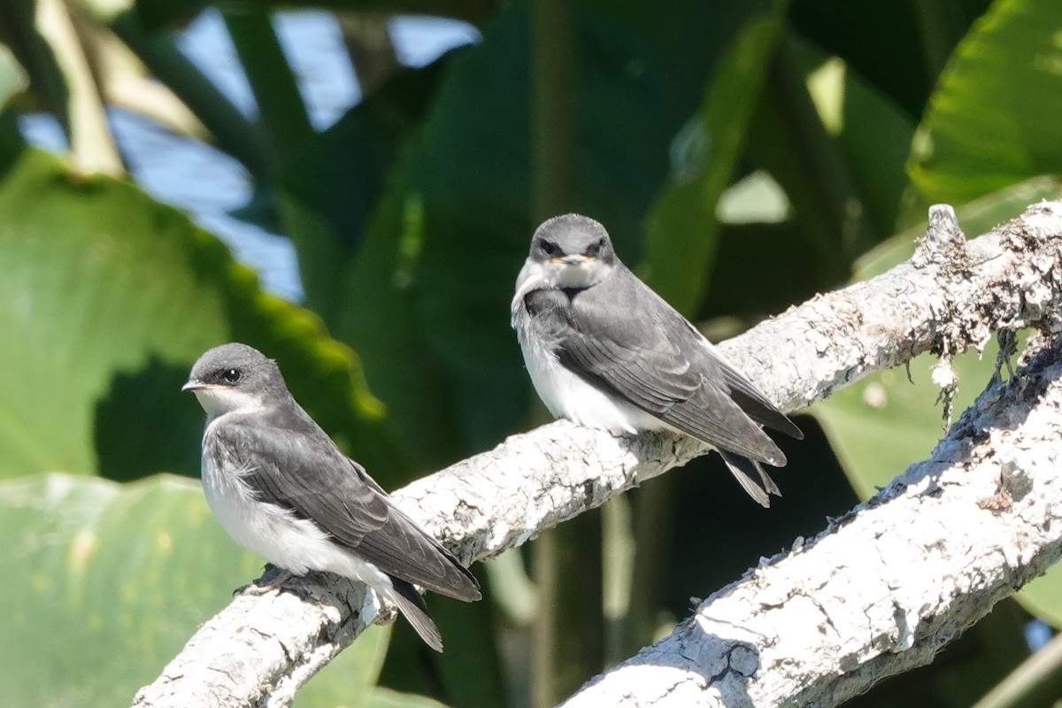 Tree Swallow - ML587653301