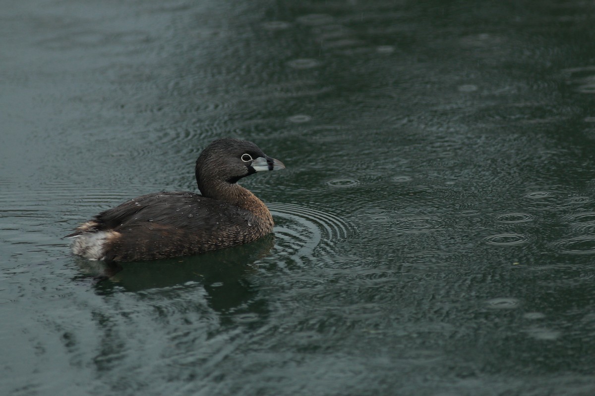 Pied-billed Grebe - ML587653561