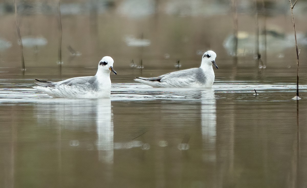 Red Phalarope - ML587654081