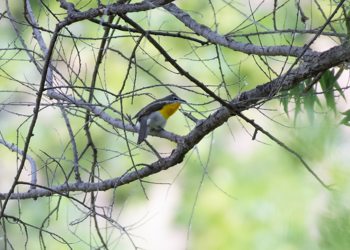 Yellow-breasted Chat - ML587654191