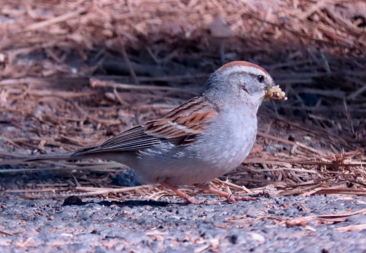 Chipping Sparrow - ML587654341