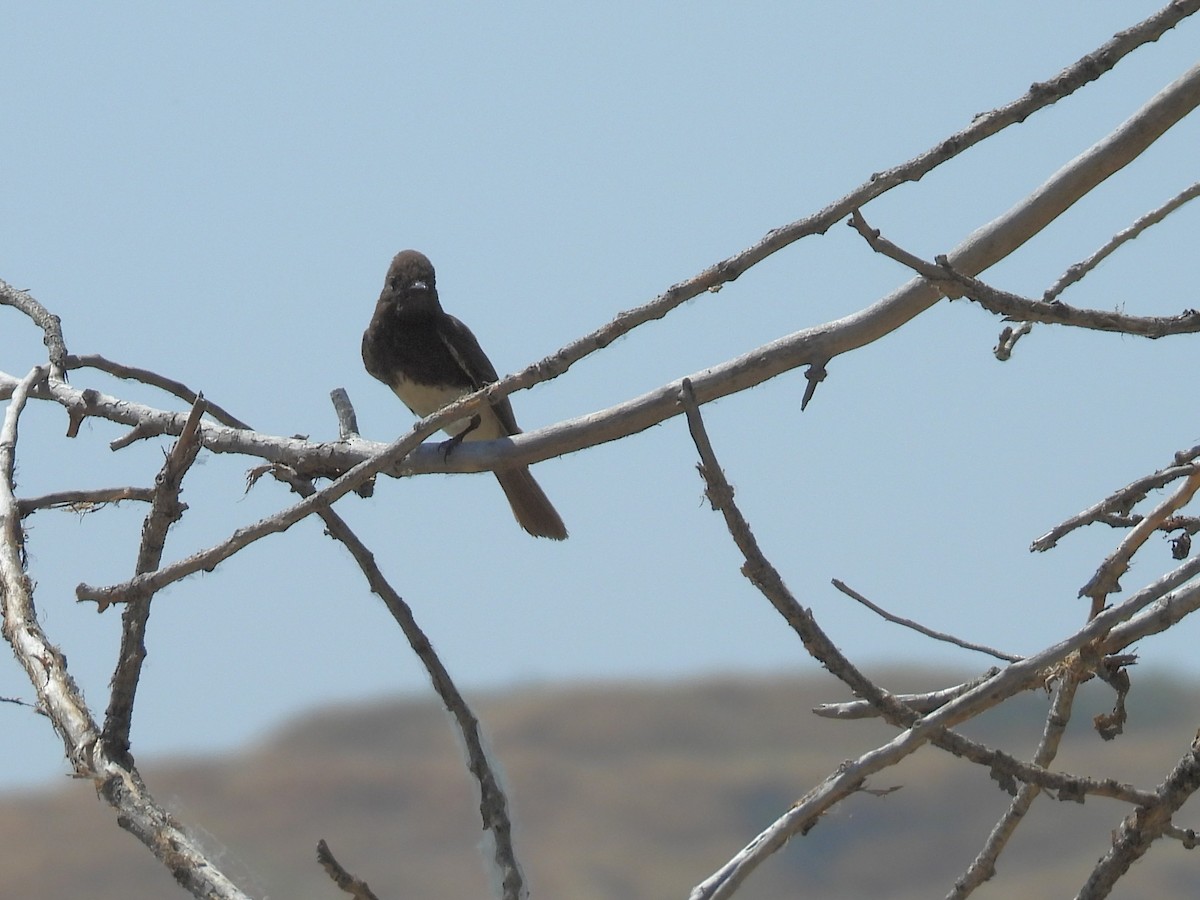 Black Phoebe - ML587654481