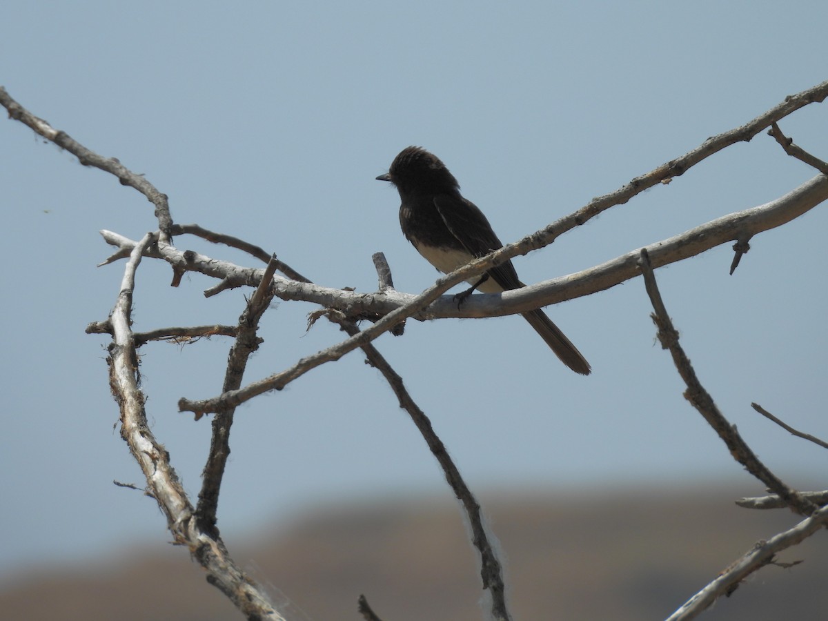 Black Phoebe - ML587654491