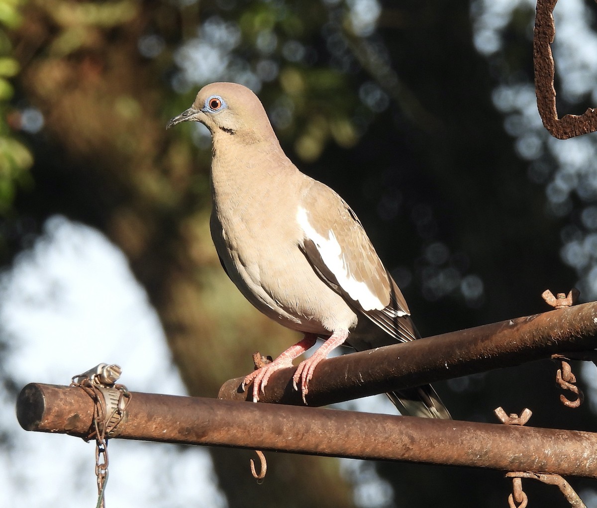 White-winged Dove - Carol Porch