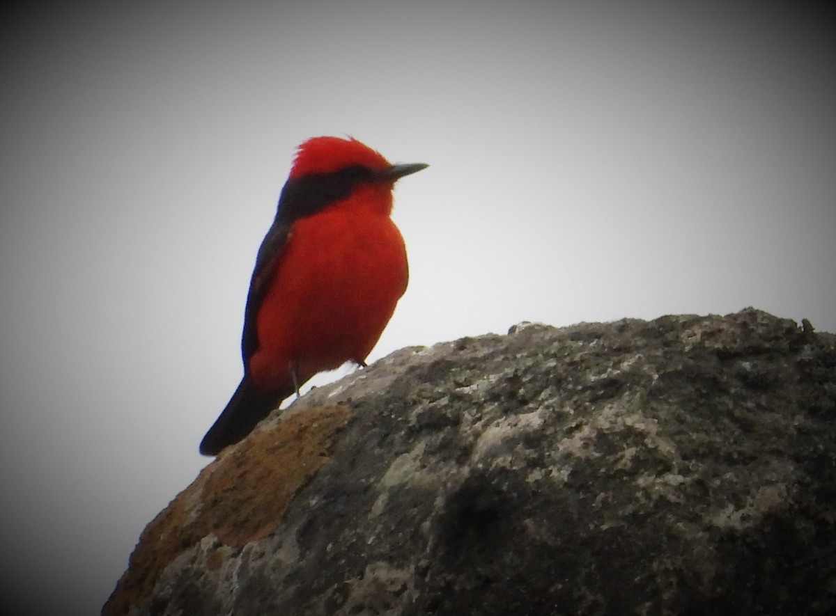 Vermilion Flycatcher - ML587654811