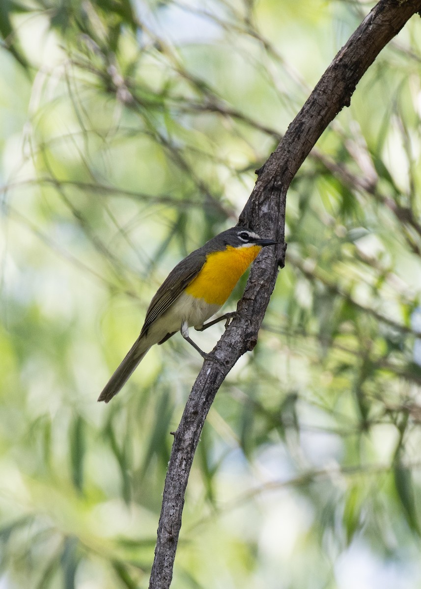 Yellow-breasted Chat - ML587654911