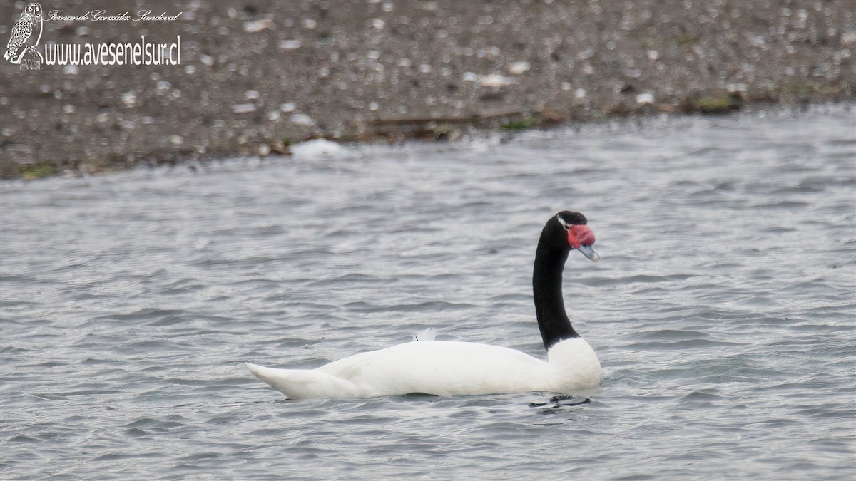 Black-necked Swan - ML587655191