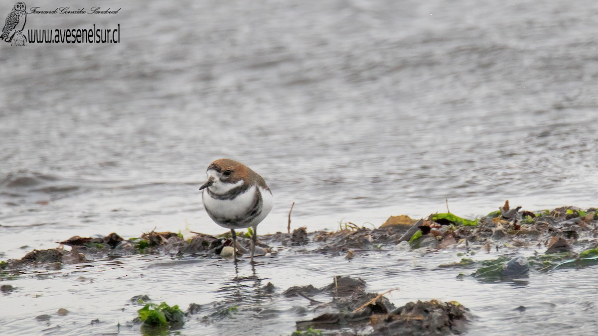 Two-banded Plover - ML587655411