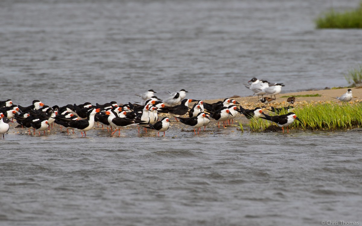 Black Skimmer - ML58765651