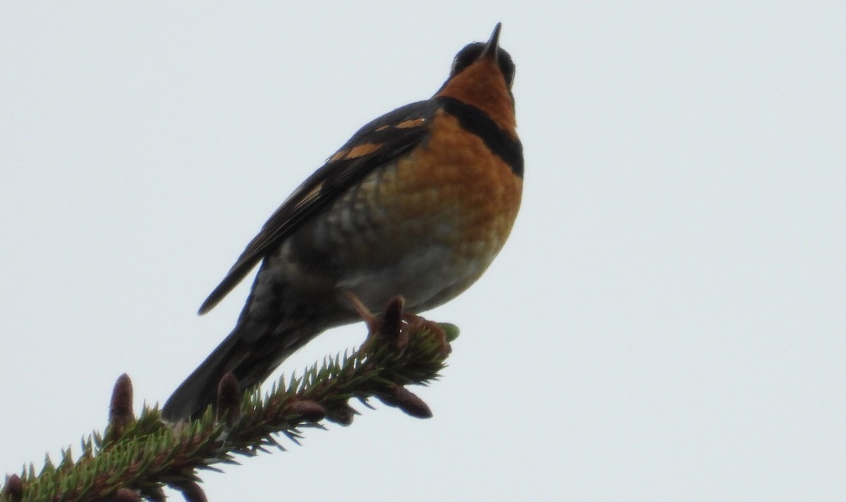 Varied Thrush - ML587656871