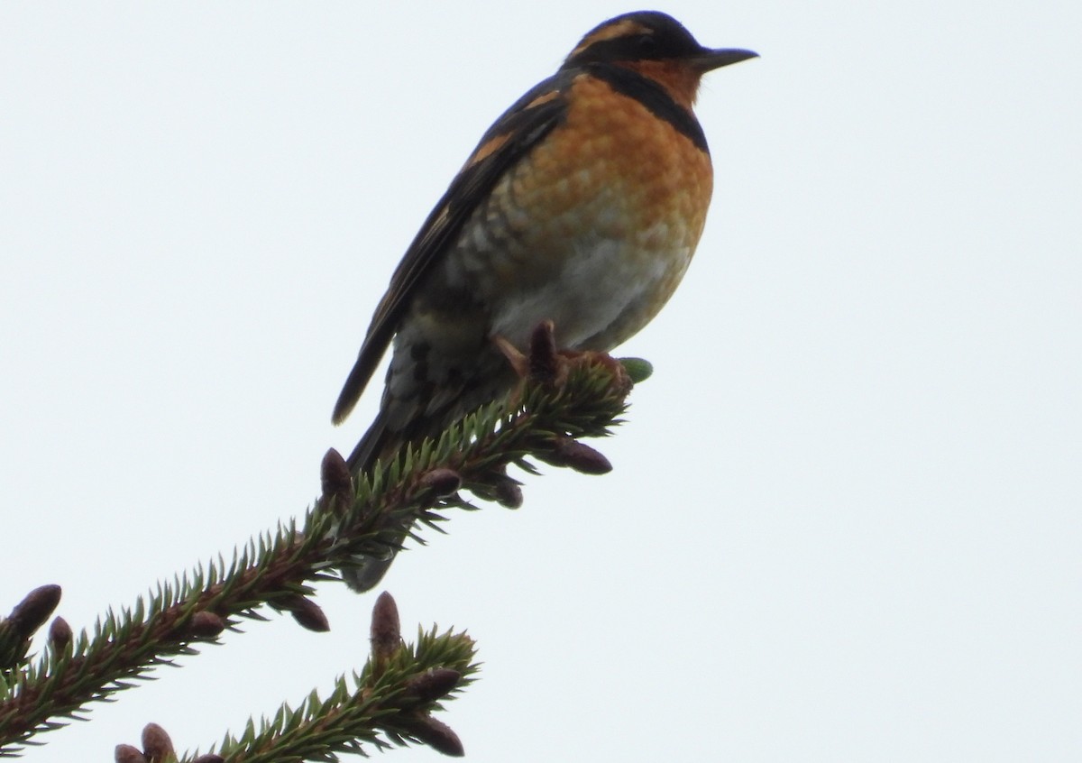 Varied Thrush - ML587656881