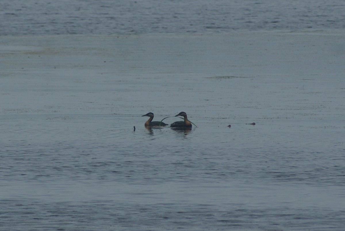 Red-necked Grebe - Dawn Miles