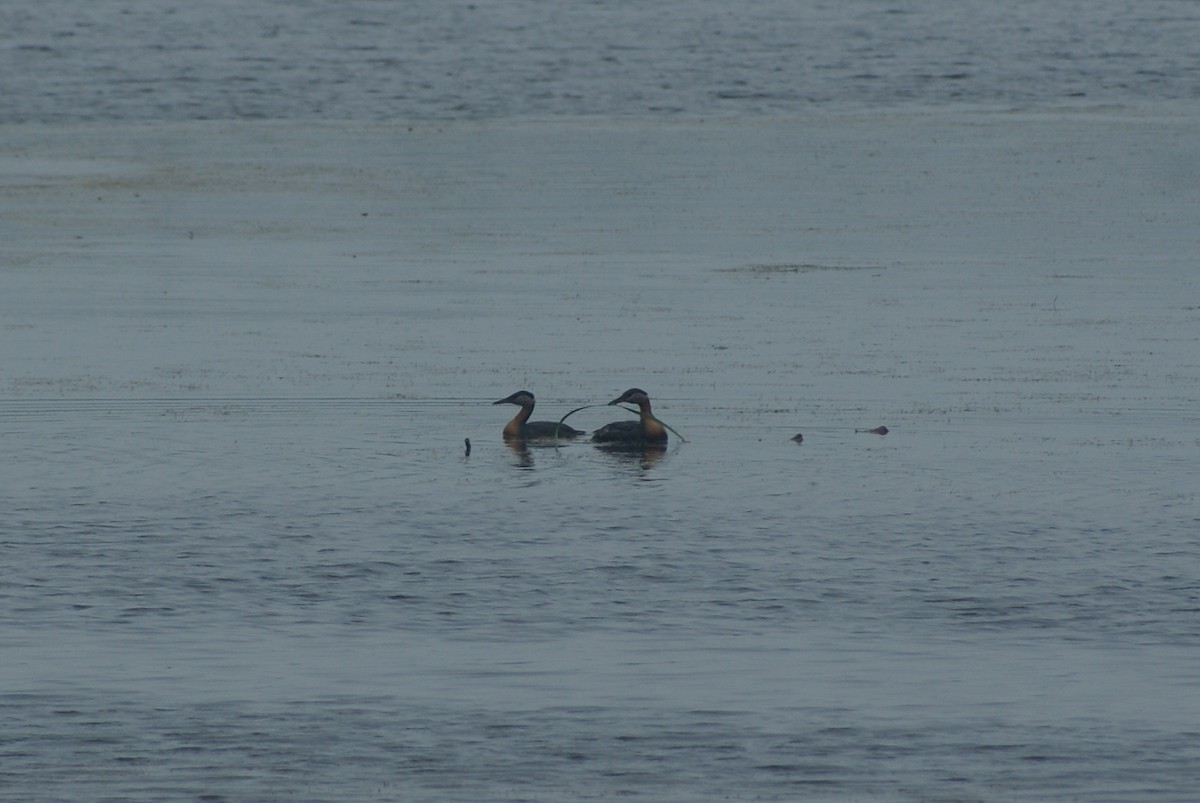 Red-necked Grebe - ML587657721