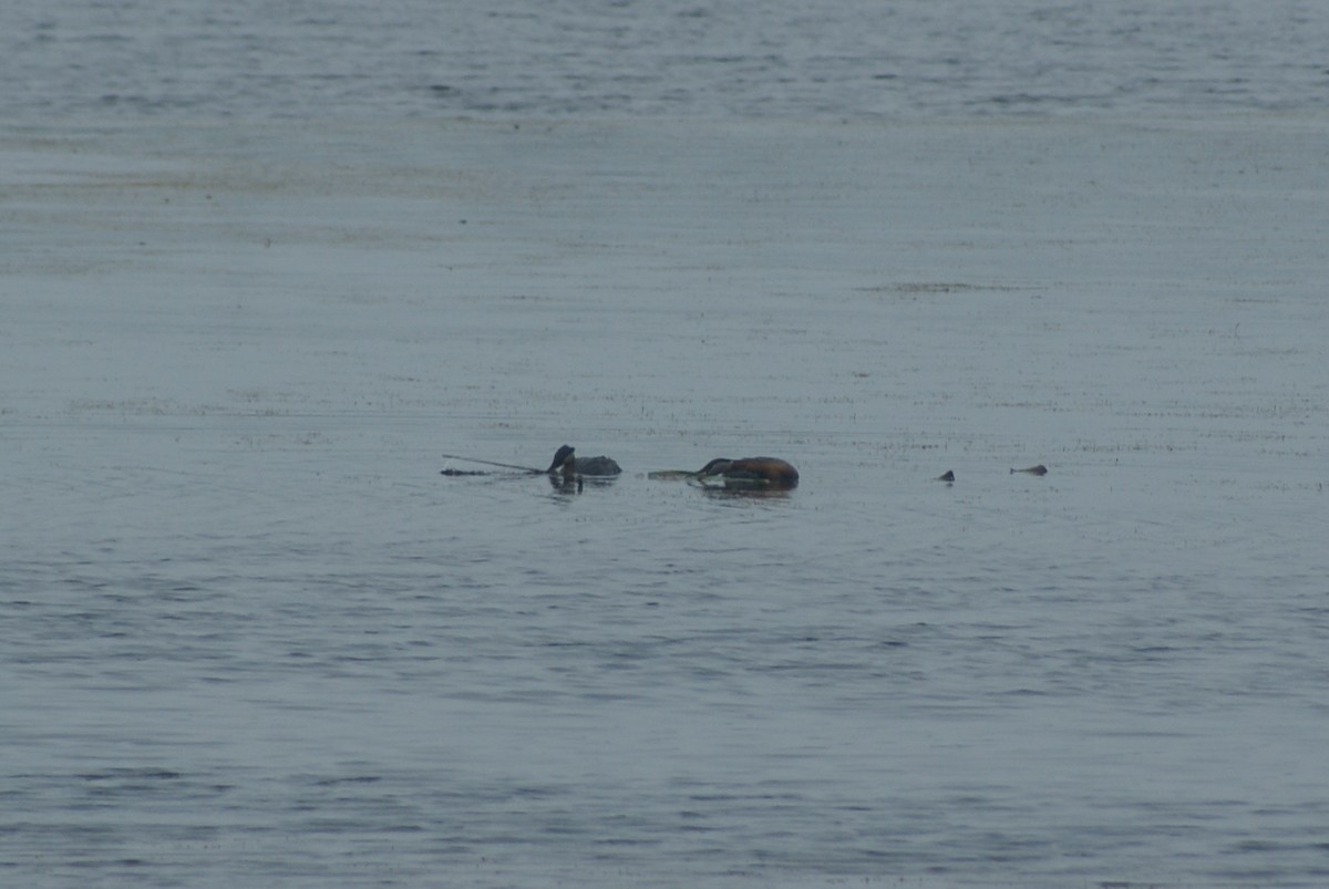 Red-necked Grebe - ML587657741