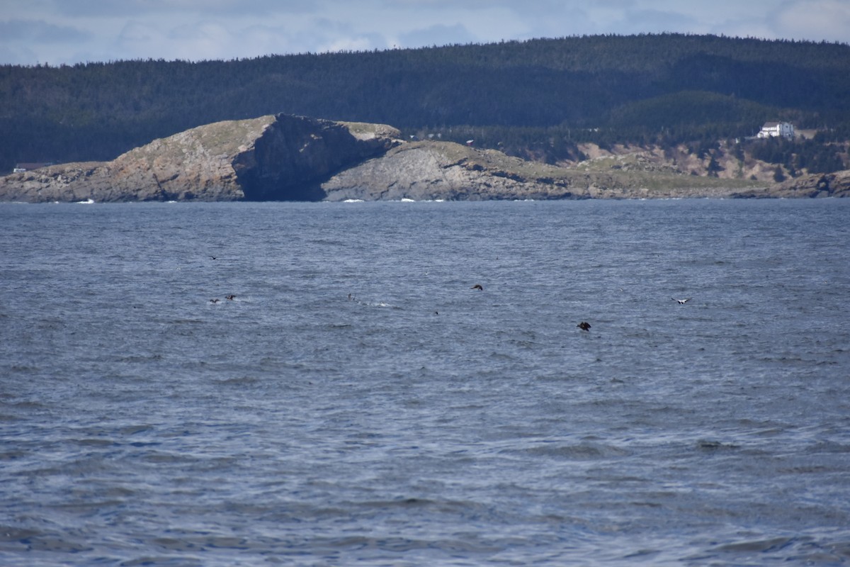 Common Eider - ML58765851