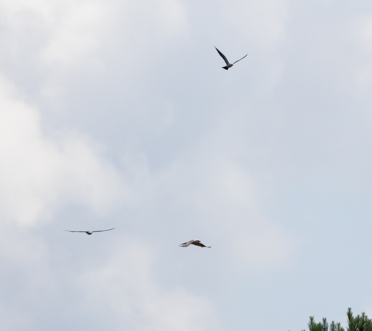 Mississippi Kite - ML587658641