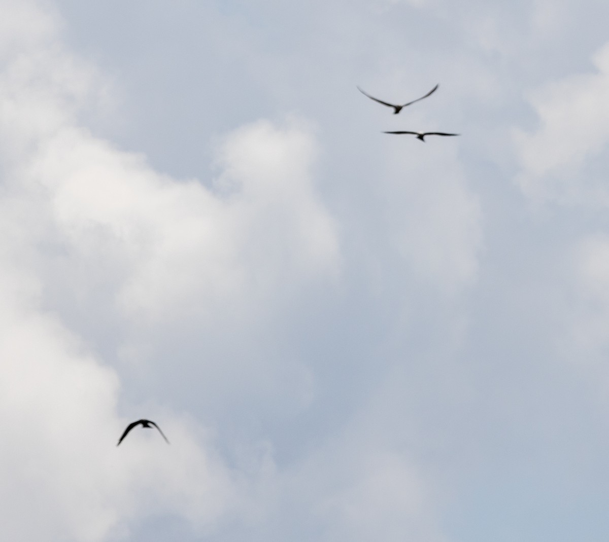 Mississippi Kite - ML587658651