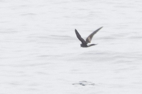 Wilson's Storm-Petrel - Eamon Riordan-Short