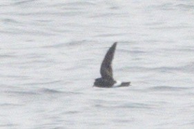 Wilson's Storm-Petrel - Eamon Riordan-Short