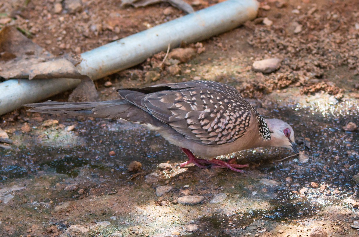 Spotted Dove - ML587659031