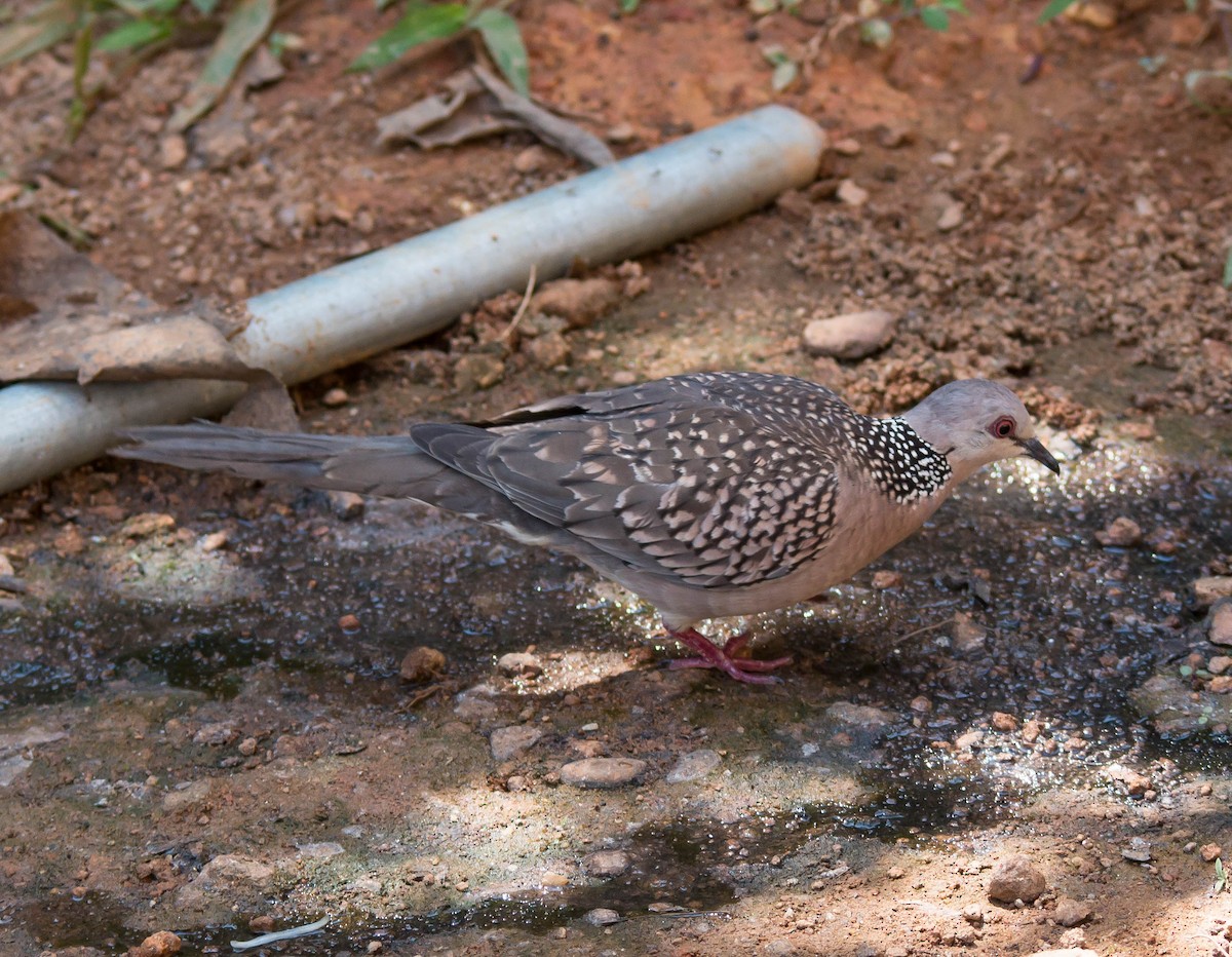 Spotted Dove - ML587659041