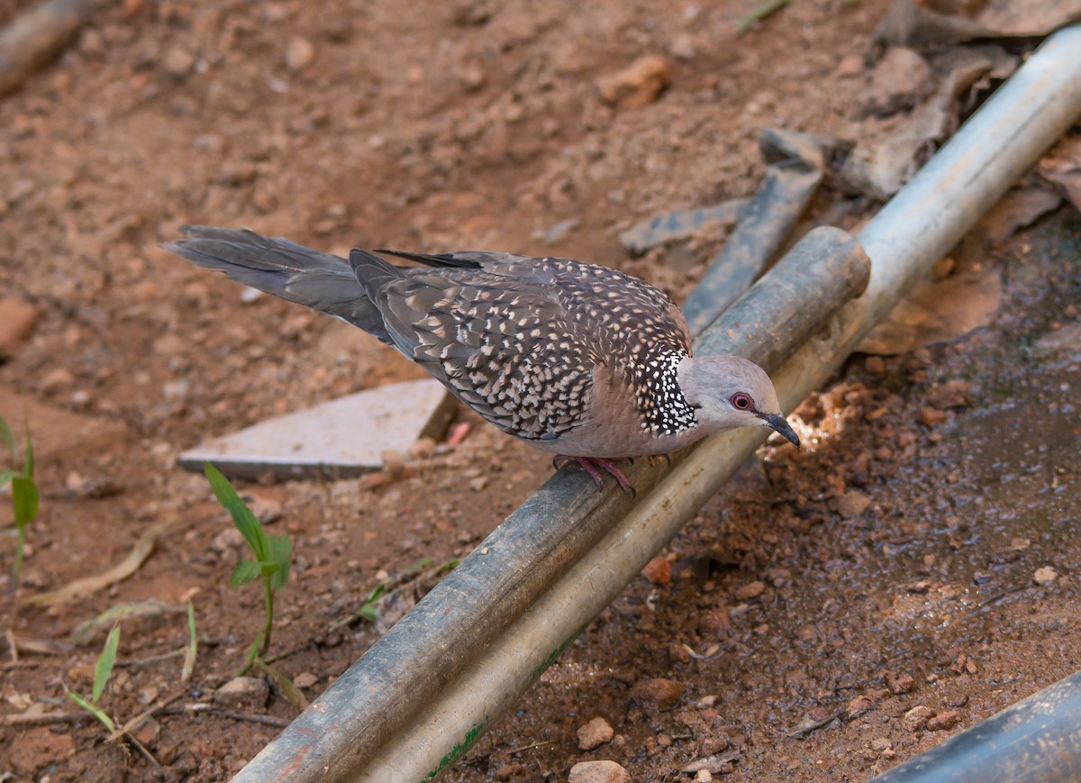 Spotted Dove - ML587659051