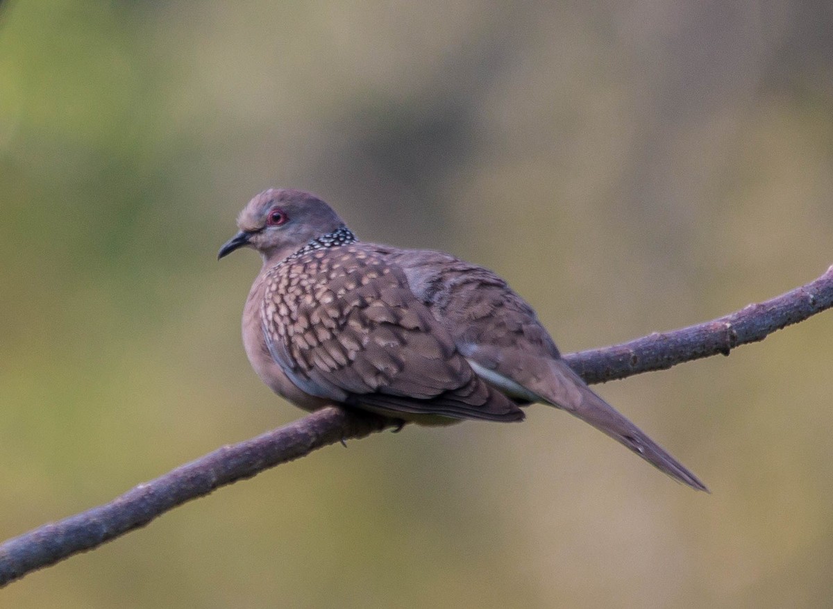 Spotted Dove - ML587659061