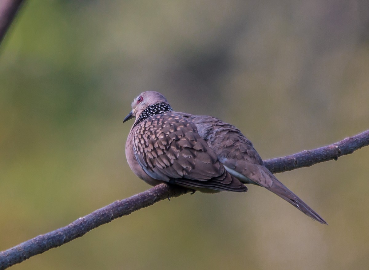 Spotted Dove - ML587659071