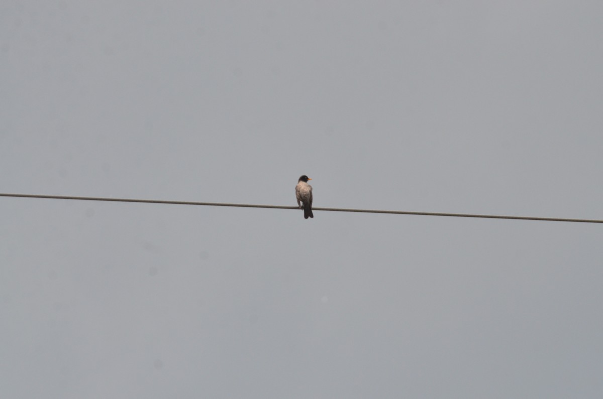 American Robin - ML587659271