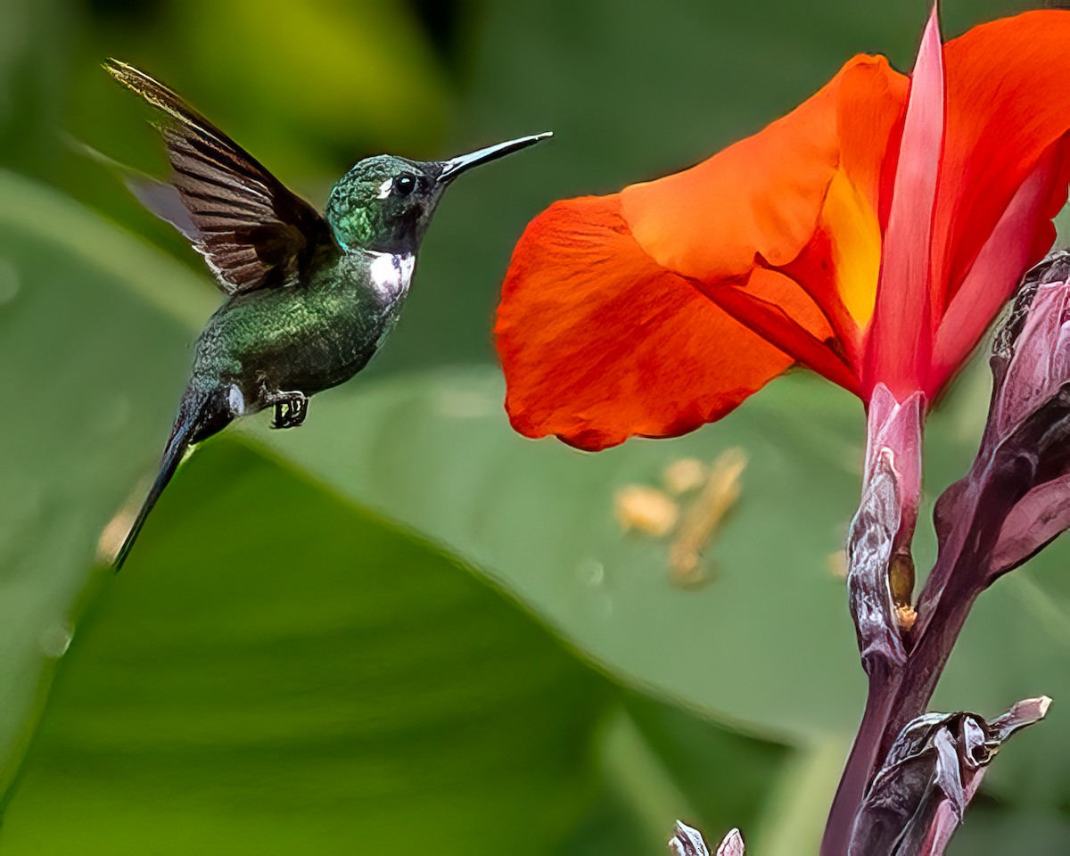 White-throated Daggerbill - ML587659941