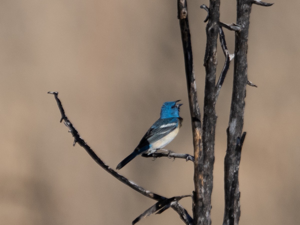 Lazuli Bunting - ML587661061