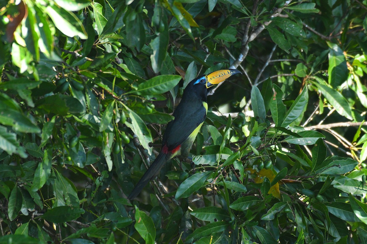 Lettered Aracari - ML587662751