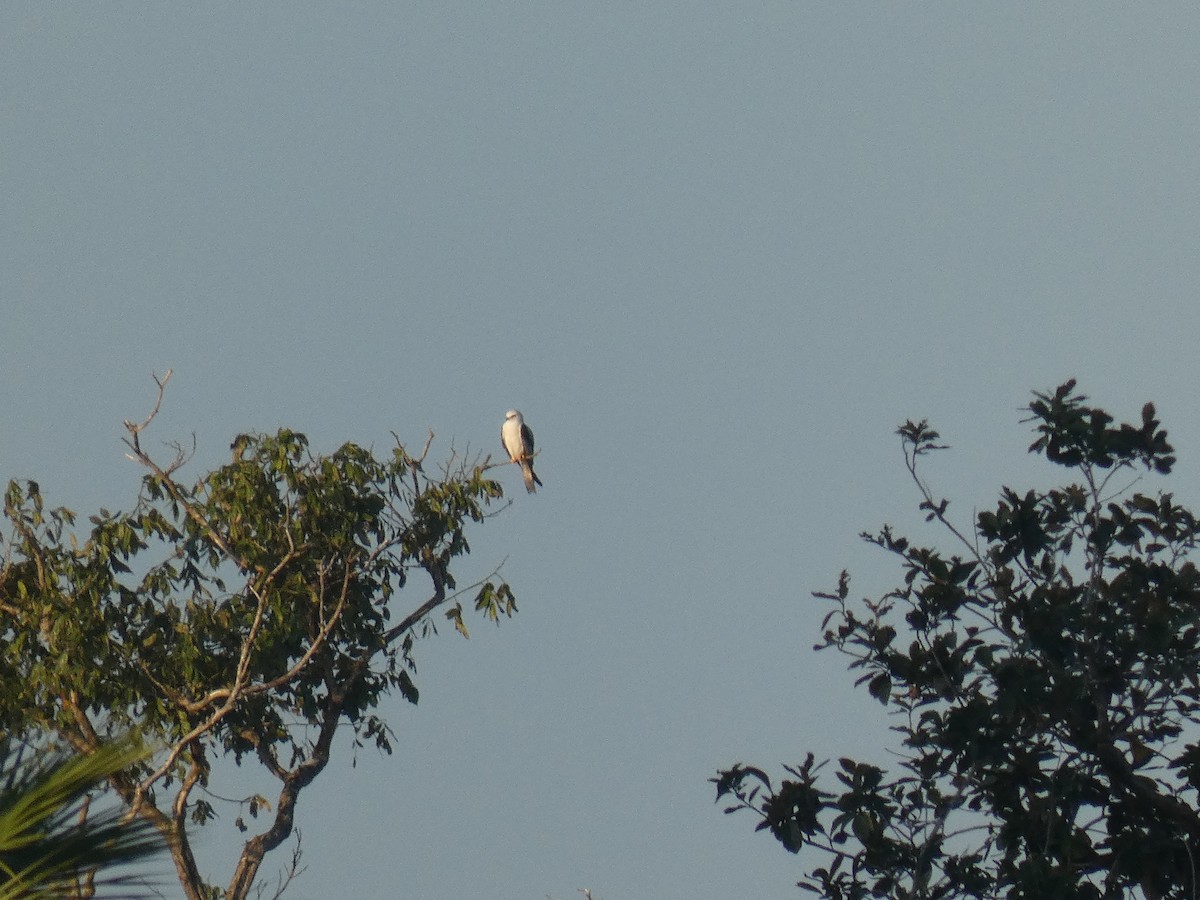 White-tailed Kite - ML587662931