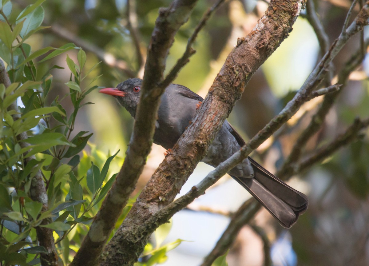 Square-tailed Bulbul - ML587662951