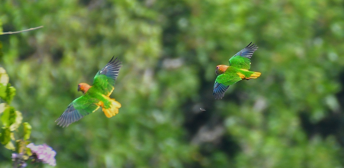 White-bellied Parrot - ML587663051