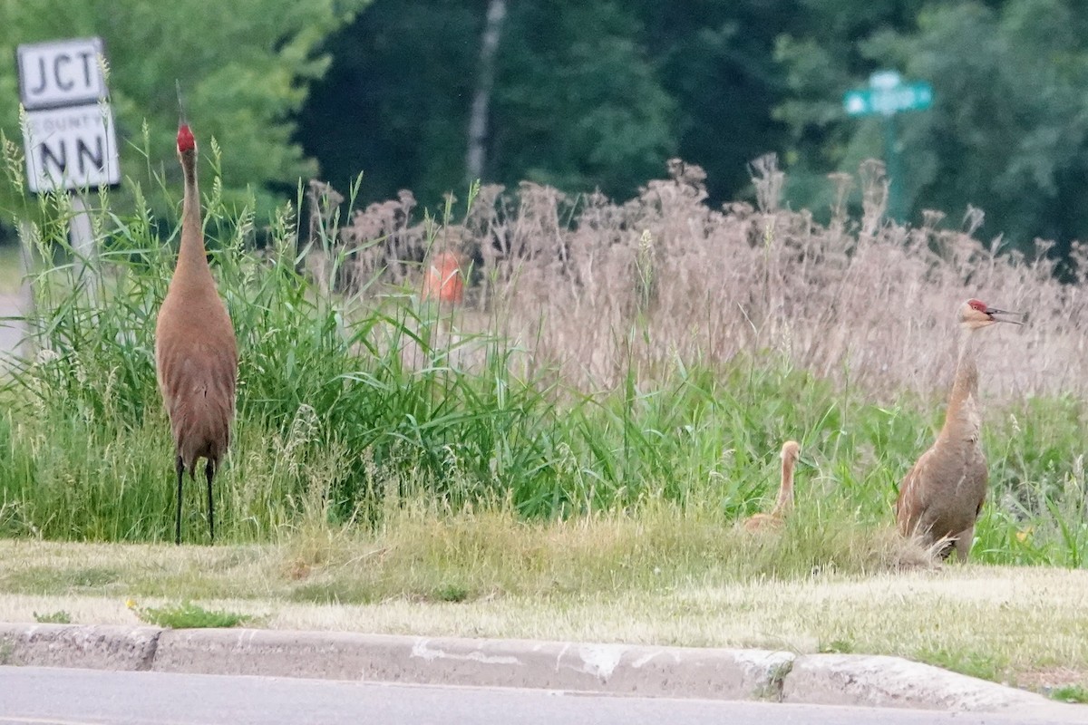 Sandhill Crane - ML587663431