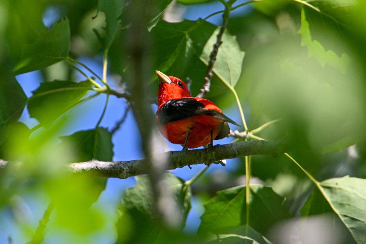 Scarlet Tanager - ML587664011
