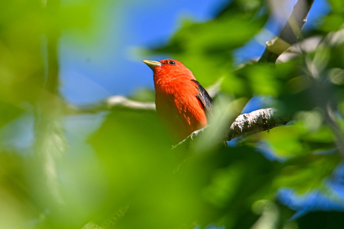 Scarlet Tanager - cassidy & patrick tewey