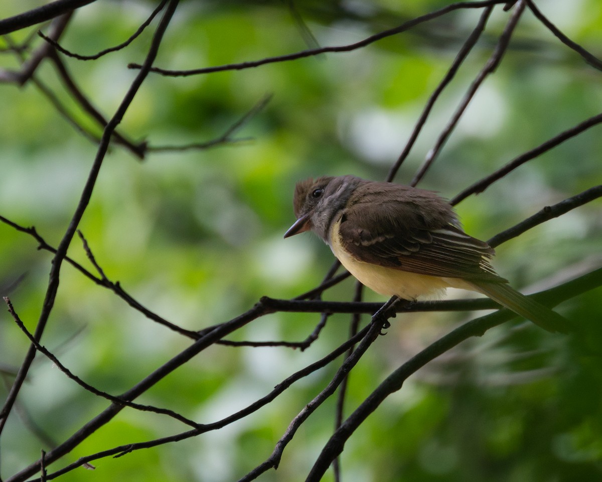 Great Crested Flycatcher - ML587665311