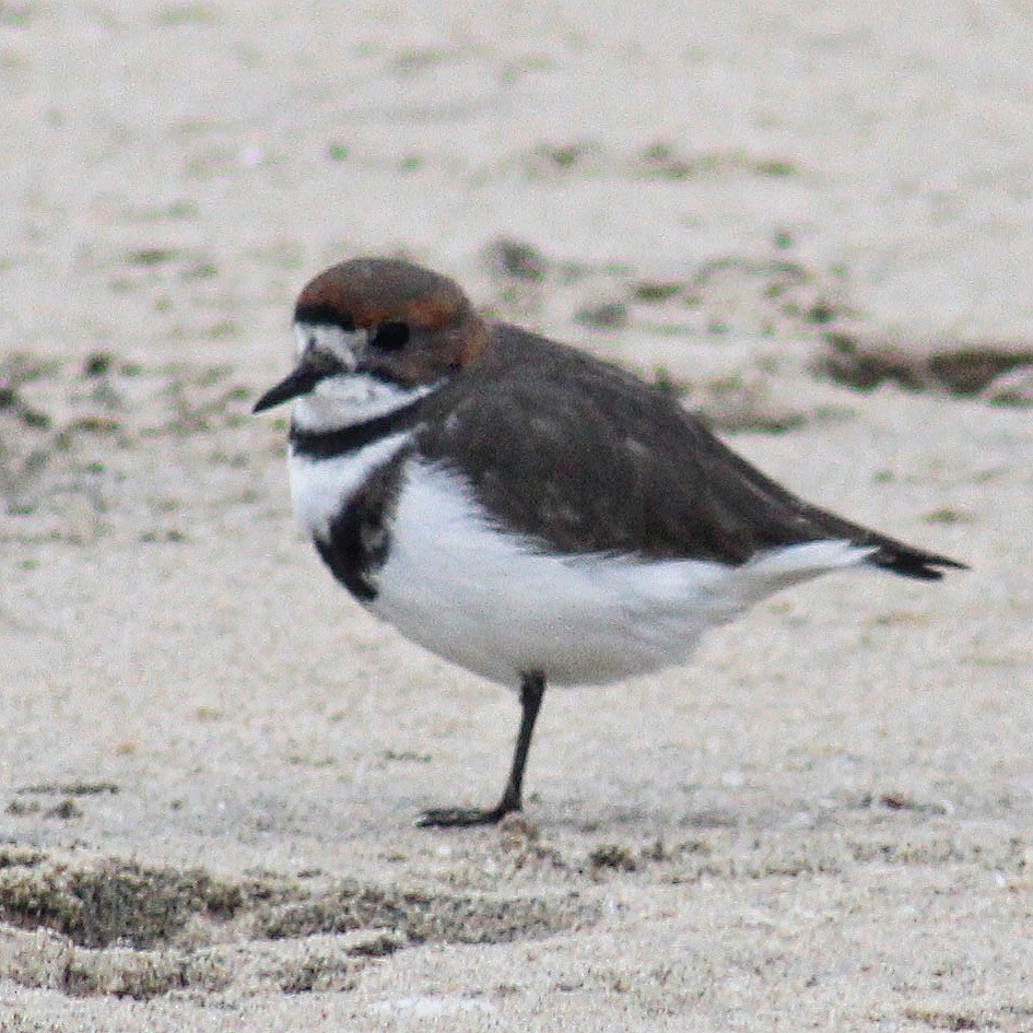 Two-banded Plover - ML587666151