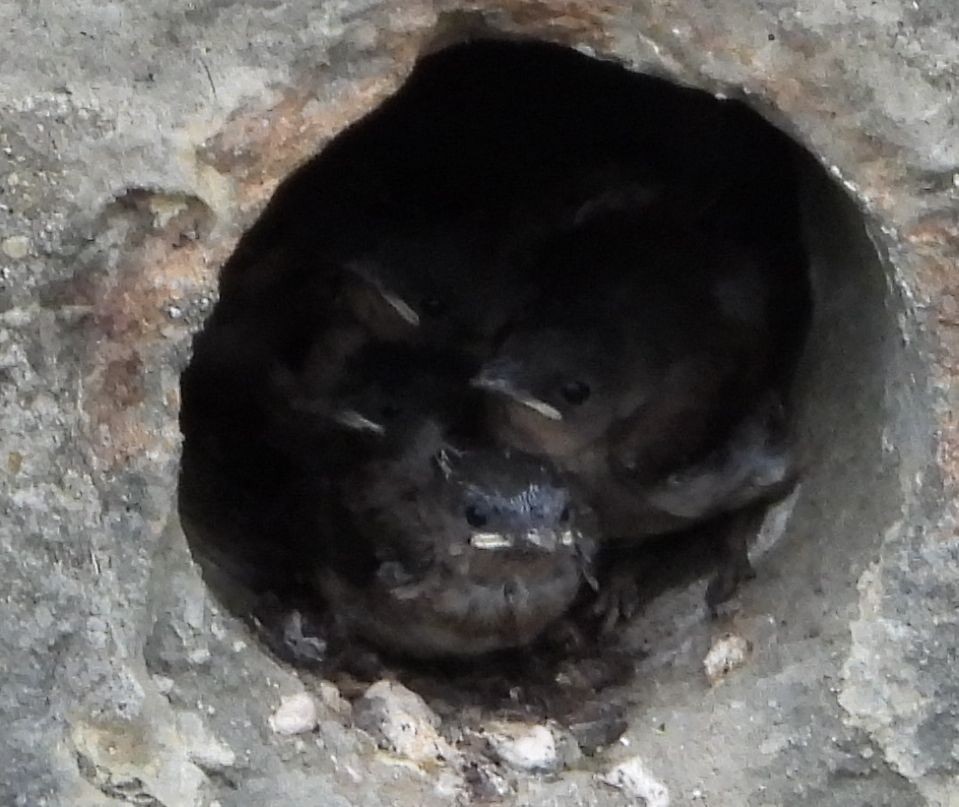 Northern Rough-winged Swallow - ML587666331