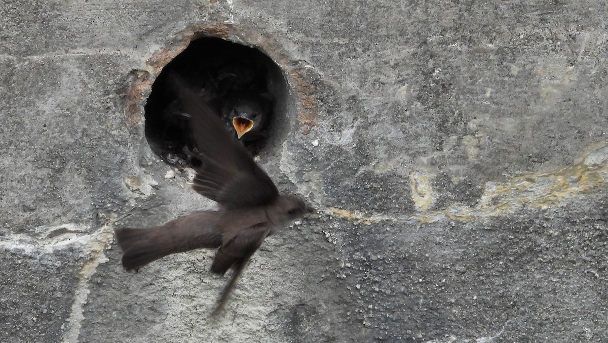 Northern Rough-winged Swallow - ML587666381