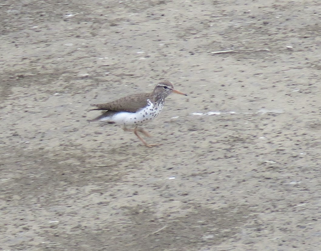 Spotted Sandpiper - Pam Otley