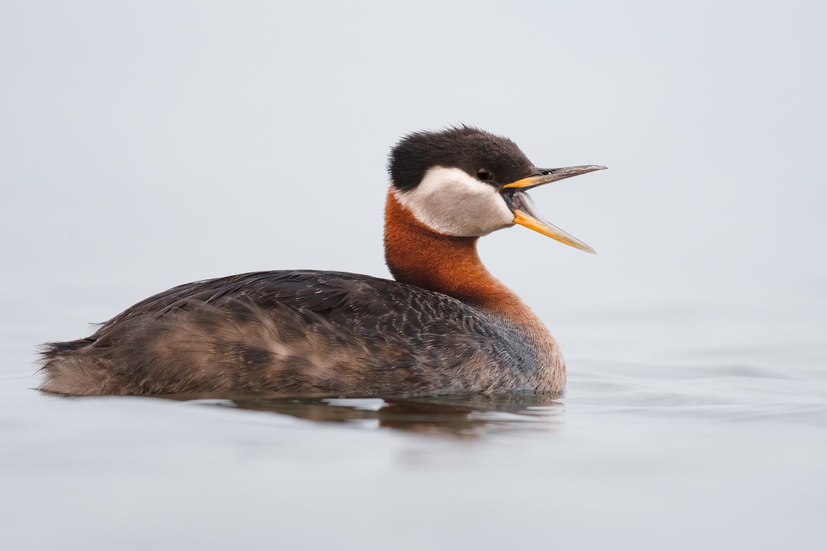 Red-necked Grebe - ML587669181