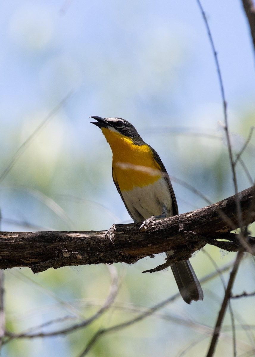 Yellow-breasted Chat - ML587669271