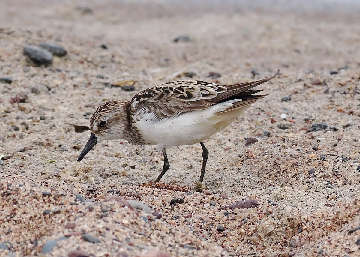 Semipalmated Sandpiper - ML587669551