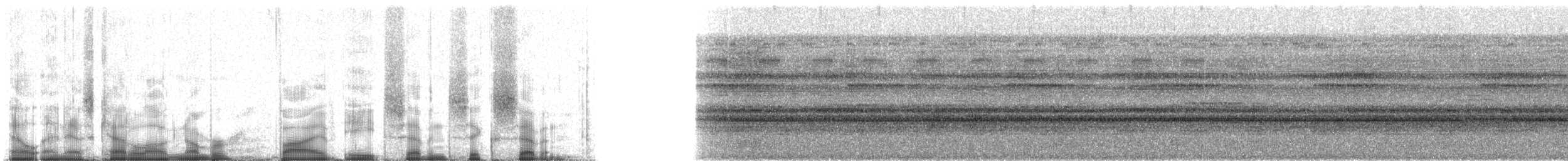 Полосатый скрытохвост - ML58767