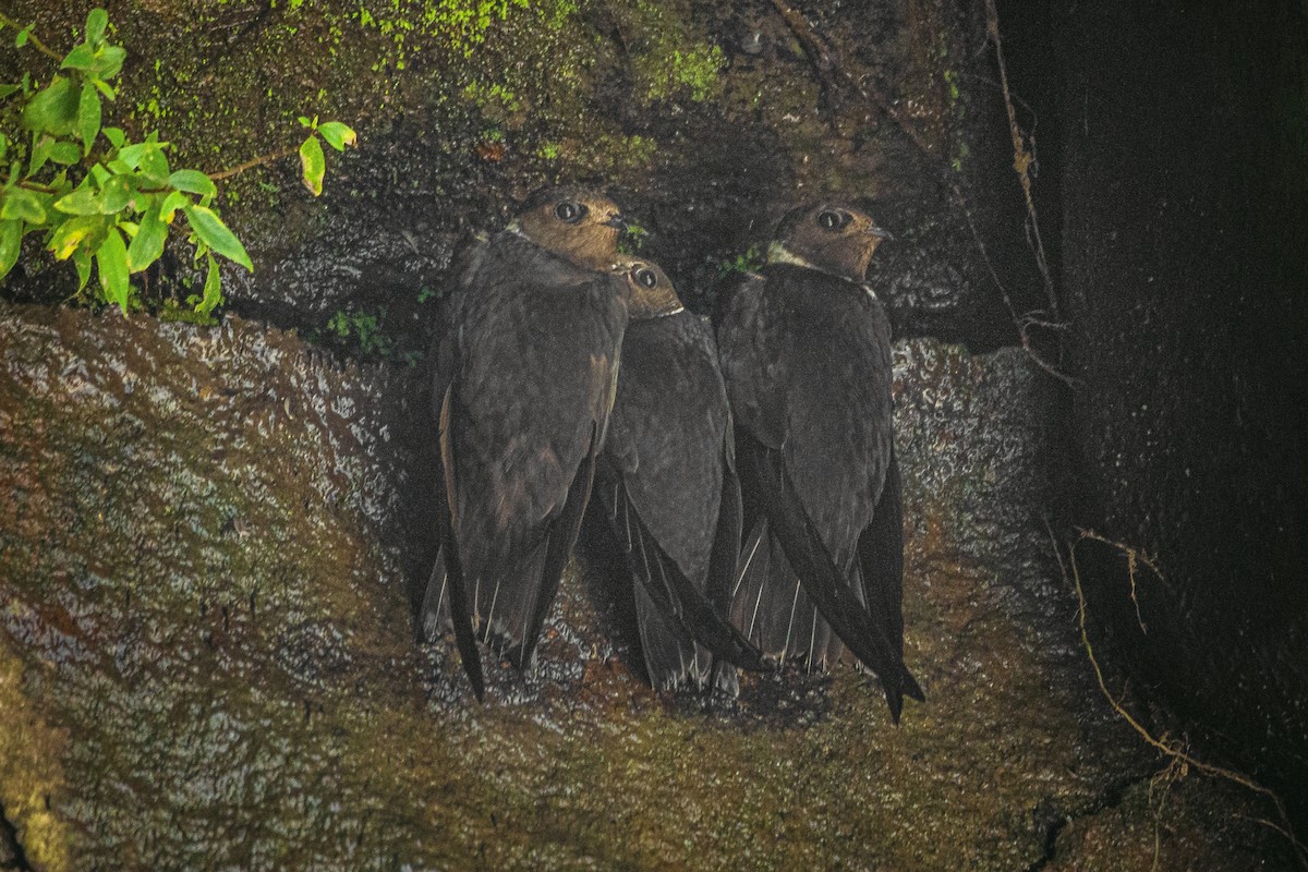 White-collared Swift - Enrique Mejía